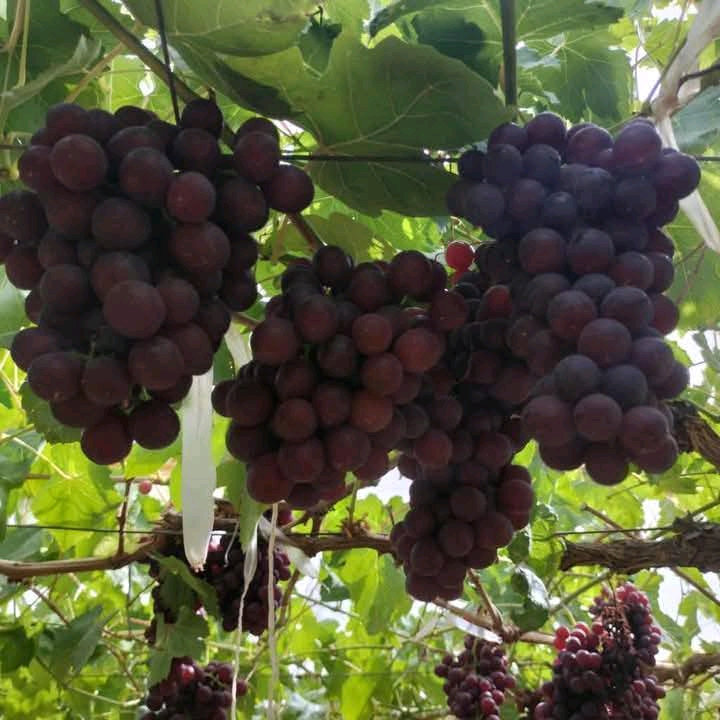 العنب الاحمر